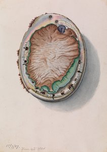Grönläppad abalone, Haliotis laevigata