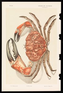 Tasmansk jättekrabba, Pseudocarcinus gigas