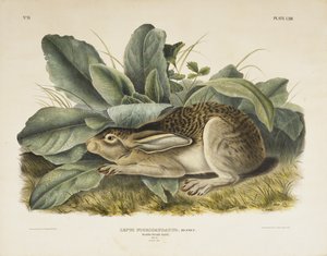 Svartsvanshare, 1845 (handfärgad litografi på vävt papper)