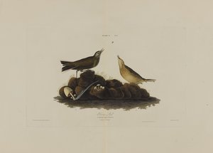 Brown Lark, från Birds of America, graverad av Robert Havell (1793-1878) av John James after Audubon