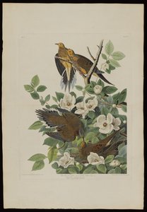 Carolina Pigeon eller Turtle Dove, från Birds of America, graverad av Robert Havell (1793-1878) av John James after Audubon