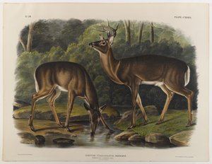 Common eller Virginia Deer, graverad av John T. Bowen (1801-c.1856) 1848