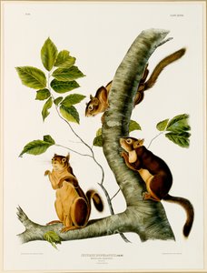 Douglas Squirrel, från folion The Viviparous Quadrupeds of North America, publicerad 1845, 1844 (se 129902 för original)