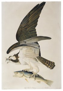 Fish Hawk eller Osprey, litografi av Julius Bien (1826-1909), 1860