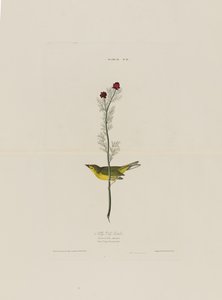 Selbys Fly Catcher, från Birds of America, graverad av Robert Havell (1793-1878)
