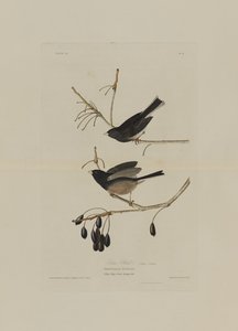 Snow Bird, från Birds of America, graverad av Robert Havell (1793-1878)