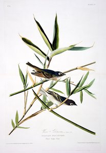 Solitary flugsnappare, från Birds of America, graverad av Robert Havell (1793-1878)