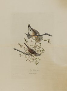 Song Sparrow, från Birds of America, graverad av Robert Havell (1793-1878)