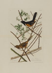 The Towhe Bunting, från Birds of America, graverad av Robert Havell (1793-1878) av John James after Audubon