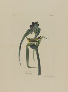 Vigers Vireo, från Birds of America, graverad av Robert Havell (1793-1878)