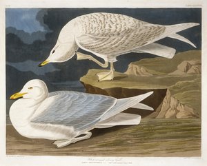 White-Winged Silvery Gull, graverad av Robert Havell, Jr. (1793-1878), 1835 (handfärgad gravyr)