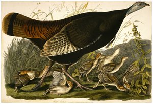 Wild Turkey, graverad av William Home Lizars (1788-1859) c.1827-32 (handfärgad akvatint på vävt papper)