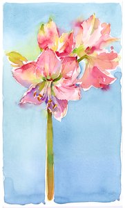 Amaryllis med aqua bakgrund, 2015, (akvarell) av John Keeling