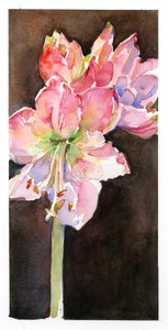 Amaryllis med brun bakgrund, 2015, (akvarell) av John Keeling