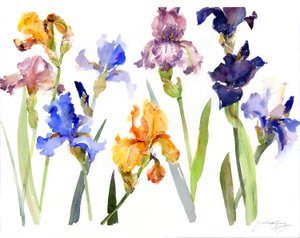 Iris, 2014, (akvarell) av John Keeling