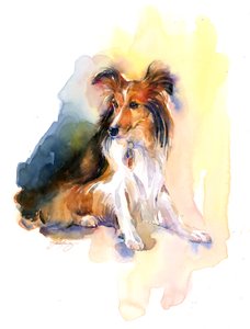 Sheltie-porträtt, 2015, (akvarell)