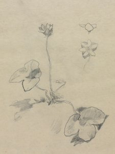 Anemone av John La Farge