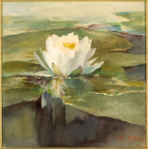 Näckros i solljus av John La Farge