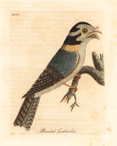 Australisk uggla nattskärra, Aegotheles cristatus eller gulbrun grodmun, Podargus strigoides? (Bandad goatsucker, Caprimulgus vittatus.) Handfärgad kopparplåt tecknad och graverad av John Latham från hans egen A General History of Birds, Winchester av John Latham