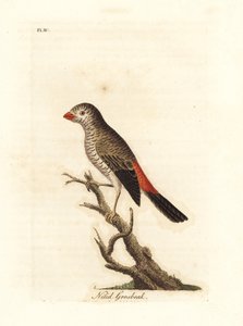 Vacker eldstjärt, Stagonopleura bella (Nitid grosbeak, Loxia nitida). Handfärgad kopparplåt ritad och graverad av John Latham från hans egen A General History of Birds, Winchester av John Latham
