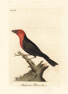 Svartnäbbad barbet, Lybius guifsobalito (Abessinisk växtskärare, Loxia tridactyla). Handfärgad kopparplåt ritad och graverad av John Latham från hans egen A General History of Birds, Winchester av John Latham