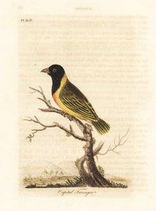 Svarthuvad gulkragad vävare, Ploceus melanocephalus capitalis (Capital tanager, Tanagra capitalis). Handfärgad kopparplåt ritad och graverad av John Latham från hans egen A General History of Birds, Winchester av John Latham