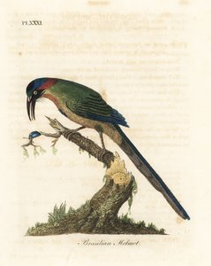 Blåkrönt motmot, Momotus momota (brasiliansk motmot, Momotus brasiliensis). Handfärgad kopparplåt ritad och graverad av John Latham från hans egen A General History of Birds, Winchester