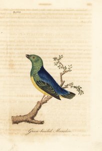 Blånackad chlorophonia, Chlorophonia cyanea (grönhövdad manakin, infödd i Sydamerika). Handfärgad kopparplåt ritad och graverad av John Latham från hans egen A General History of Birds, Winchester av John Latham