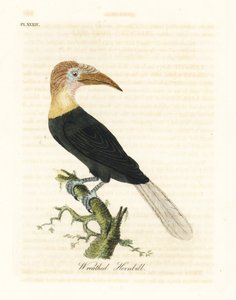 Blythhs eller papuansk näshornsfågel, Rhyticeros plicatus (kransad hornbill, Buceros plicatus). Handfärgad kopparplåt ritad och graverad av John Latham från hans egen A General History of Birds, Winchester