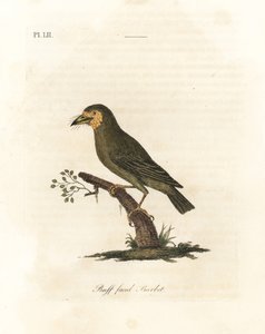 Brunhårig barbet, Megalaima zeylanica? (Buff-faced barbet, Bucco lathami). Från ett exemplar märkt Megalaima lathami i British Museum. Handfärgad kopparplåt ritad och graverad av John Latham från hans egen A General History of Birds, Winchester av John Latham