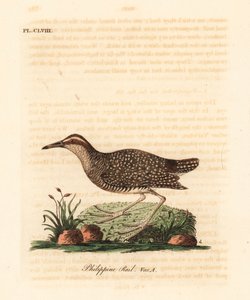 Buff-banded räls, Gallirallus philippensis (filippinsk räls, Rallus philippensis). Handfärgad kopparplåt ritad och graverad av John Latham från hans egen A General History of Birds, Winchester av John Latham