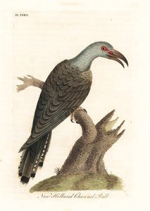 Kanalnäbbgök, Scythrops novaehollandiae (australasisk kanalnäbb, näshornsfågel). Handfärgad kopparplåt ritad och graverad av John Latham från hans egen A General History of Birds, Winchester