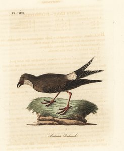 Kragepratincole, Glareola pratincola (österrikisk pratincole, Glareola austriaea). Handfärgad kopparplåt ritad och graverad av John Latham från hans egen A General History of Birds, Winchester av John Latham