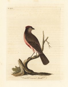 Vanlig rödspov, Carduelis flammea (Crimson-crowned finch, Fringilla flammea). Handfärgad kopparplåt ritad och graverad av John Latham från hans egen A General History of Birds, Winchester av John Latham