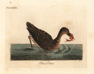 Skarv som används för fiske i Asien, kanske en storskarv, Phalacrocorax carbo, eller japansk skarv, Phalacrocorax capillatus. (Kinesisk dykare, Colymbus sinensis.) Handfärgad kopparplåt ritad och graverad av John Latham från hans egen A General Histo