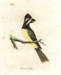 Crested shrikepetit, Falcunculus frontatus (Frontal shrike, Lanius frontatus). Handfärgad kopparplåt ritad och graverad av John Latham från hans egen A General History of Birds, Winchester av John Latham