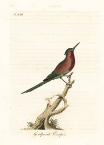 Crimson solfågel, Aethopyga siparaja seheriae (Goulpourah ranka). Handfärgad kopparplåt ritad och graverad av John Latham från hans egen A General History of Birds, Winchester av John Latham
