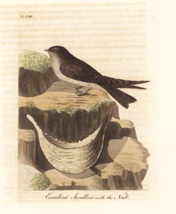 Ätlig näste, Aerodramus fuciphagus och salivbo, som används i fågelbosoppa. (Esculent swallow, Hirundo esculenta.) Handfärgad kopparplåt ritad och graverad av John Latham från hans egen A General History of Birds, Winchester
