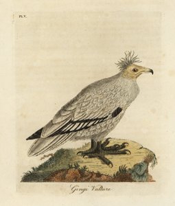 Egyptisk gam, Neophron percnopterus ginginianus.1824 (gravyr) av John Latham