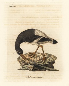 Eurasisk eller fotsnappare, Haematopus ostralegus. Handfärgad kopparplåt ritad och graverad av John Latham från hans egen A General History of Birds, Winchester av John Latham