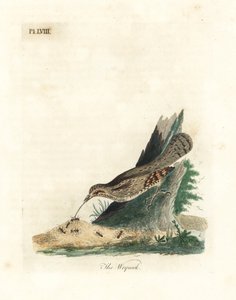 Eurasian wryneck, Jynx torquilla (Junx torquilla). Handfärgad kopparplåt ritad och graverad av John Latham från hans egen A General History of Birds, Winchester av John Latham