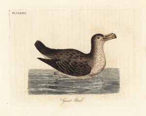 Jättepetrel, Macronectes giganteus (som Precellaria gigantea, fel för Procellaria gigantea). Handfärgad kopparplåt ritad och graverad av John Latham från hans egen A General History of Birds, Winchester av John Latham