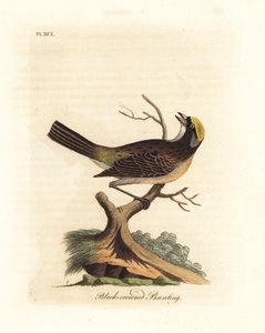 Guldkrönt sparv, Zonotrichia atricapilla (Svartkrönt bunting, Emberiza atricapilla). Handfärgad kopparplåt ritad och graverad av John Latham från hans egen A General History of Birds, Winchester av John Latham