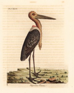 Större adjutant, Leptoptilos tveksam. Utrotningshotad. (Gigantisk kran, Ardea argala.) Handfärgad kopparplåt ritad och graverad av John Latham från hans egen A General History of Birds, Winchester
