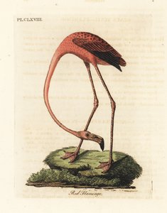 Större flamingo, Phoenicopterus roseus, eller amerikansk flamingo, Phoenicopterus ruber (röd flamingo, Phaenicopterus ruber). Handfärgad kopparplåt ritad och graverad av John Latham från hans egen A General History of Birds, Winchester av John Latham