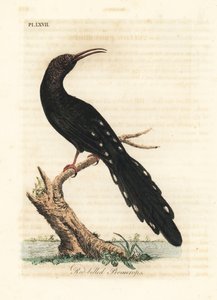 Grön träfågel, Phoeniculus purpureus (Rödnäbbade promerops, Upupa erythrorynchos). Handfärgad kopparplåt ritad och graverad av John Latham från hans egen A General History of Birds, Winchester