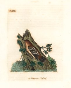 Guianan gatutorn, Myrmotherula surinamensis. Sårbar. (Surinamnötväcka, Sitta surinamensis.) Handfärgad kopparplåt ritad och graverad av John Latham från hans egen A General History of Birds, Winchester av John Latham