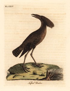 Hamerkop, Scopus umbretta (tuftad umbre). Handfärgad kopparplåt ritad och graverad av John Latham från hans egen A General History of Birds, Winchester av John Latham