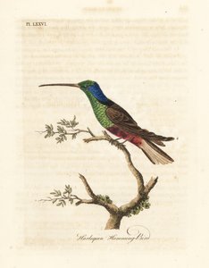 Harlekin kolibri, Trochilus multicolor. Tillverkat exemplar i British Museum. Handfärgad kopparplåt ritad och graverad av John Latham från hans egen A General History of Birds, Winchester av John Latham