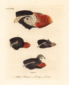 Huvuden av tofs lunnefågel, Fratercula cirrhata 1, parakit auklet, Aethia psittacula 2, och crested auklet, Aethia cristatella 3,4. (Tufted awk, Alca cirrhata 1, Papegoja awk, Alca psittacula 2, Dusky awk, Alca tetracula 3 och Crested awk, Alca cristatella av John Latham